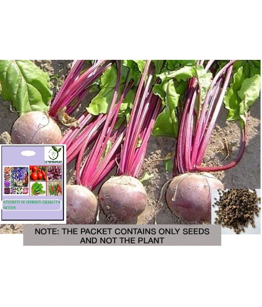     			STOREFLIX Beetroot Vegetable ( 50 Seeds )