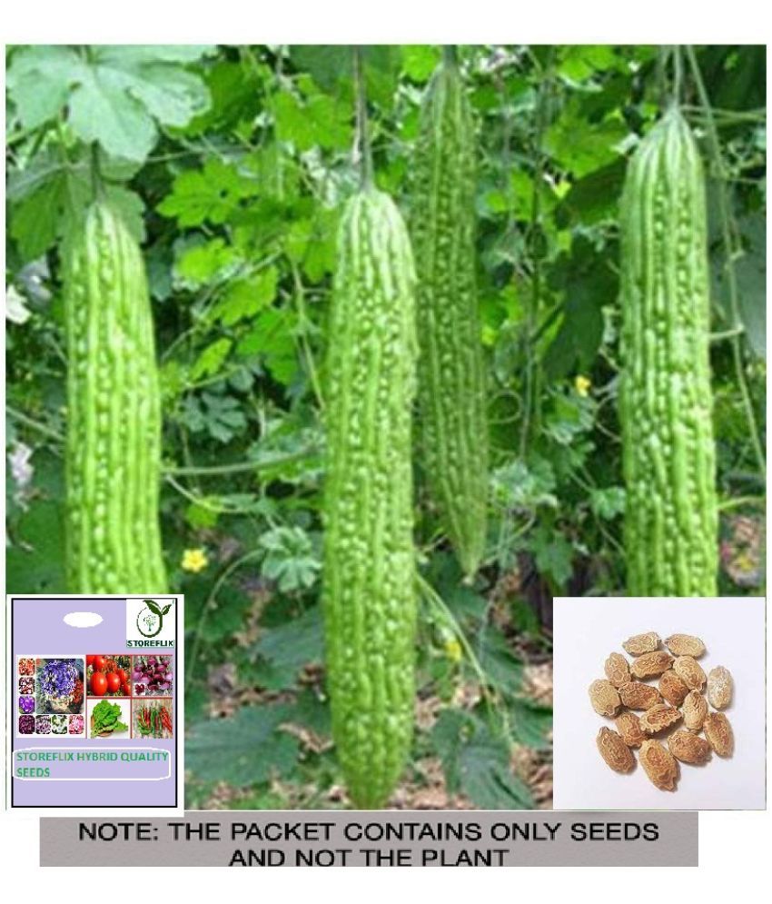     			STOREFLIX Bitter Gourd Vegetable ( 6 Seeds )