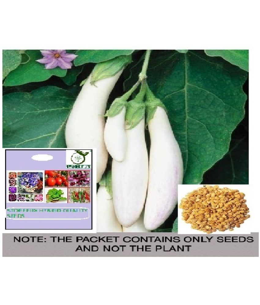     			STOREFLIX Brinjal Vegetable ( 50 Seeds )