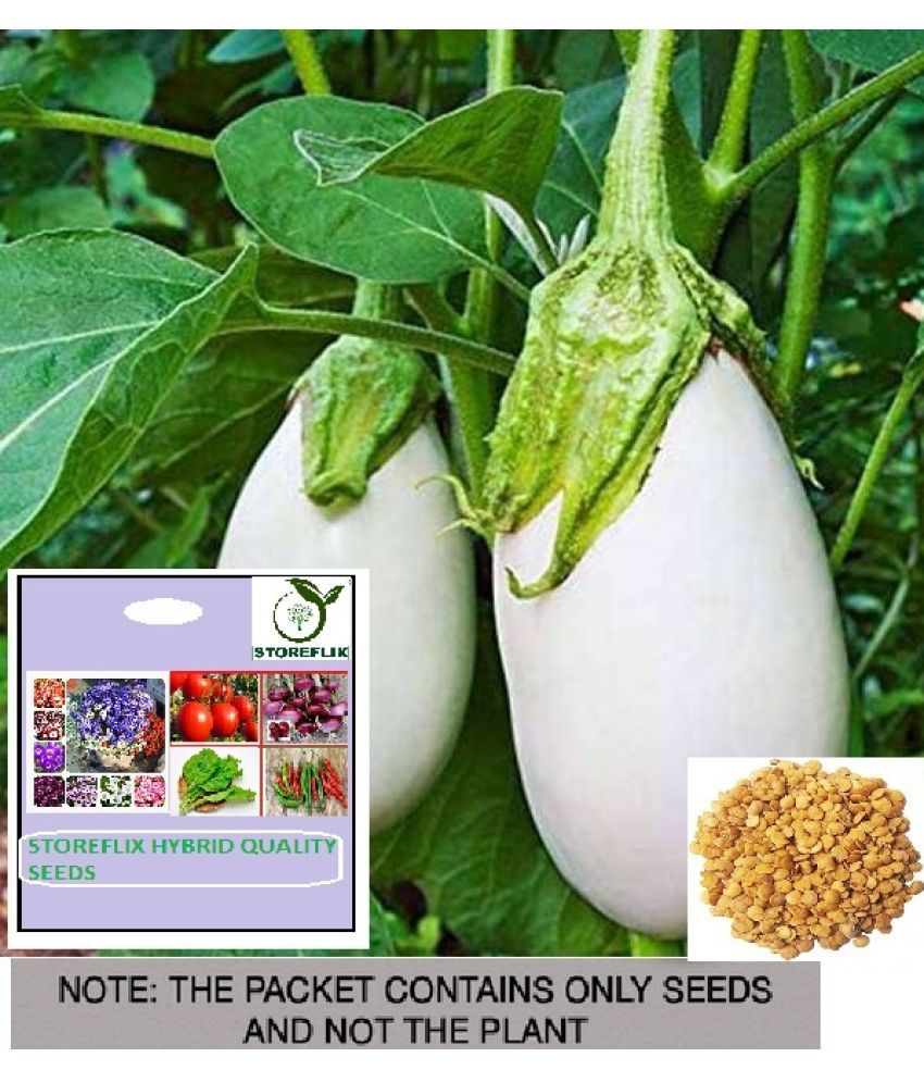     			STOREFLIX Brinjal Vegetable ( 50 Seeds )