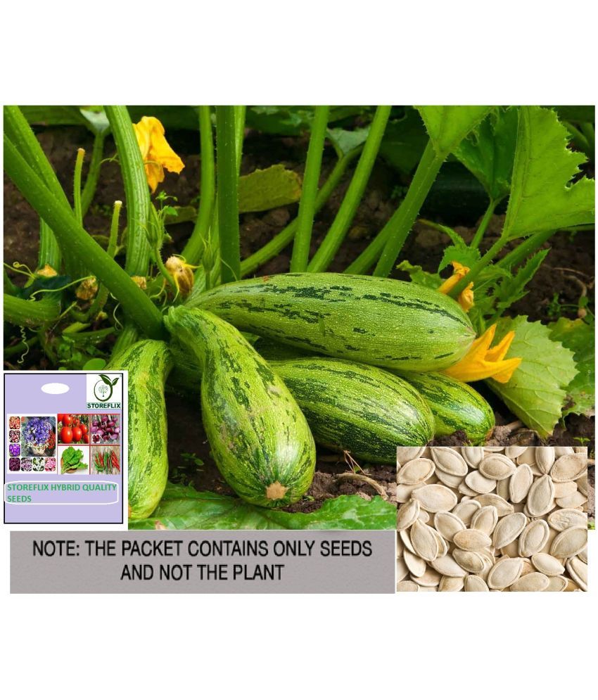     			STOREFLIX Squash Zucchini Vegetable ( 10 Seeds )