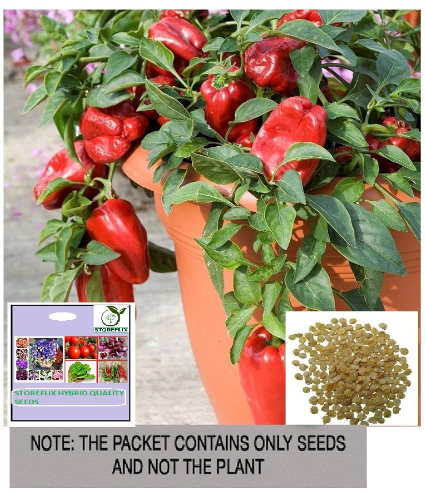     			STOREFLIX Red Capsicum Vegetable ( 50 Seeds )