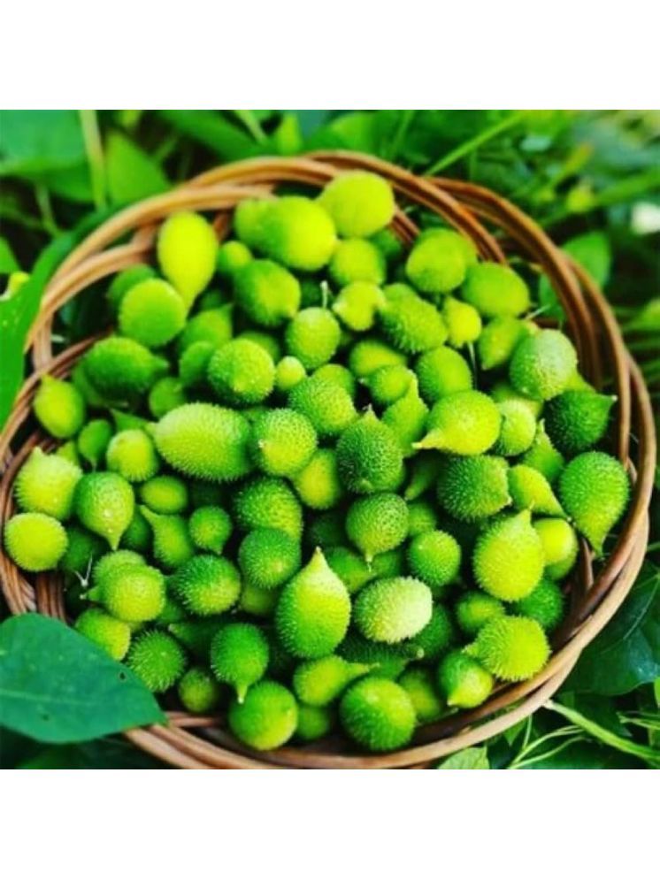     			Jignisha Seeds Bitter Gourd Vegetable ( 20 Seeds )