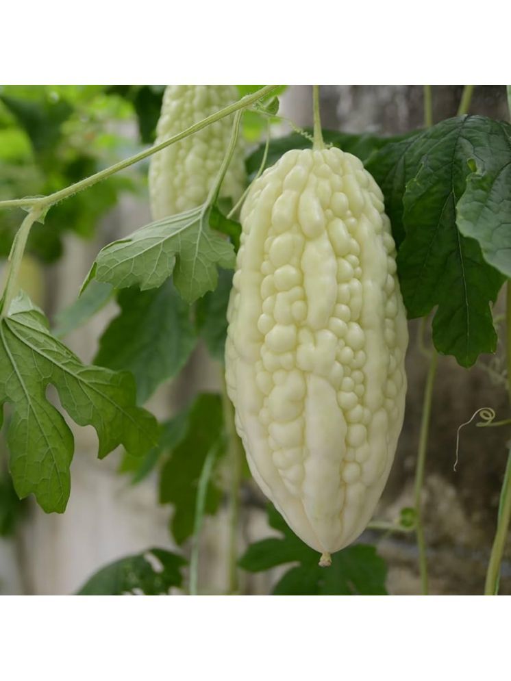     			Jignisha Seeds White Bitter Gourd Vegetable ( 15 Seeds )