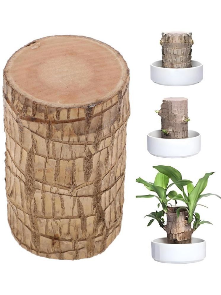     			DHS Mart Brazilian Lucky Bamboo Plant All Purpose Cleaner Block Lucky Good Luck Plant, Brazil Wood Plant For Home 1 no.s