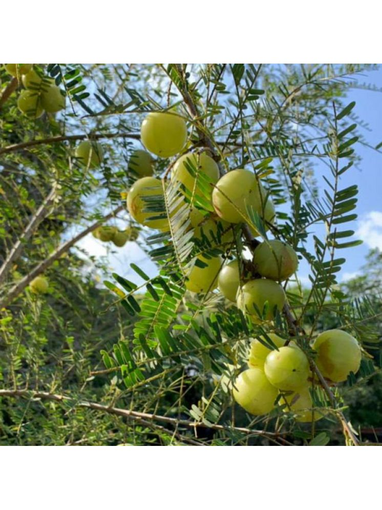     			Jignisha Seeds Organic Indian Gooseberry Fruit ( 30 Seeds )