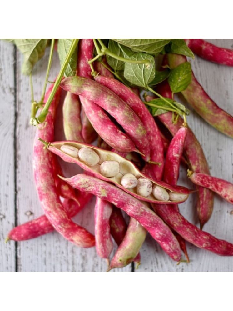     			Jignisha Seeds Borlotti Beans Vegetable ( 15 Seeds )