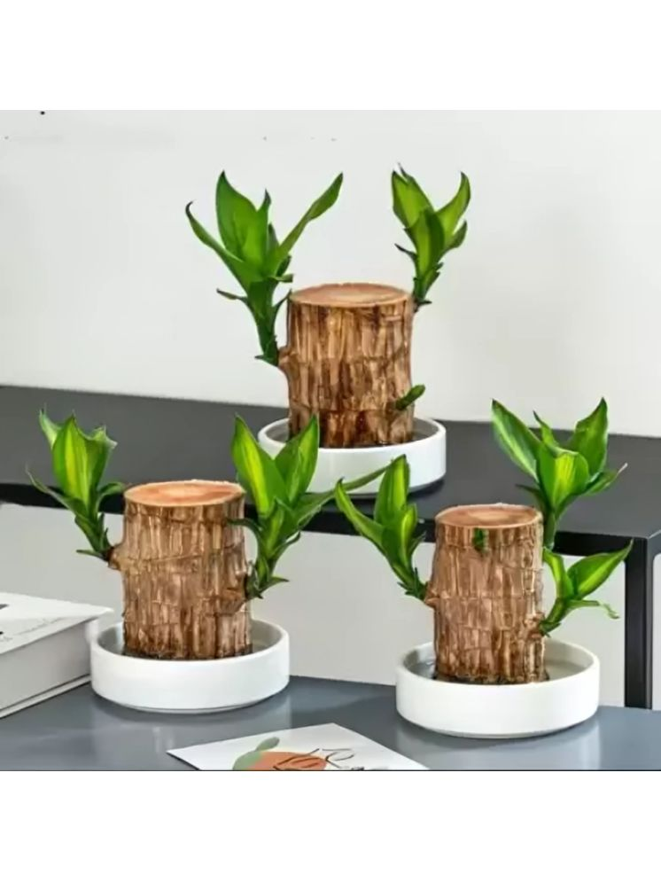     			Bentag Indoor Bamboo Plant ( Pack of 1 )