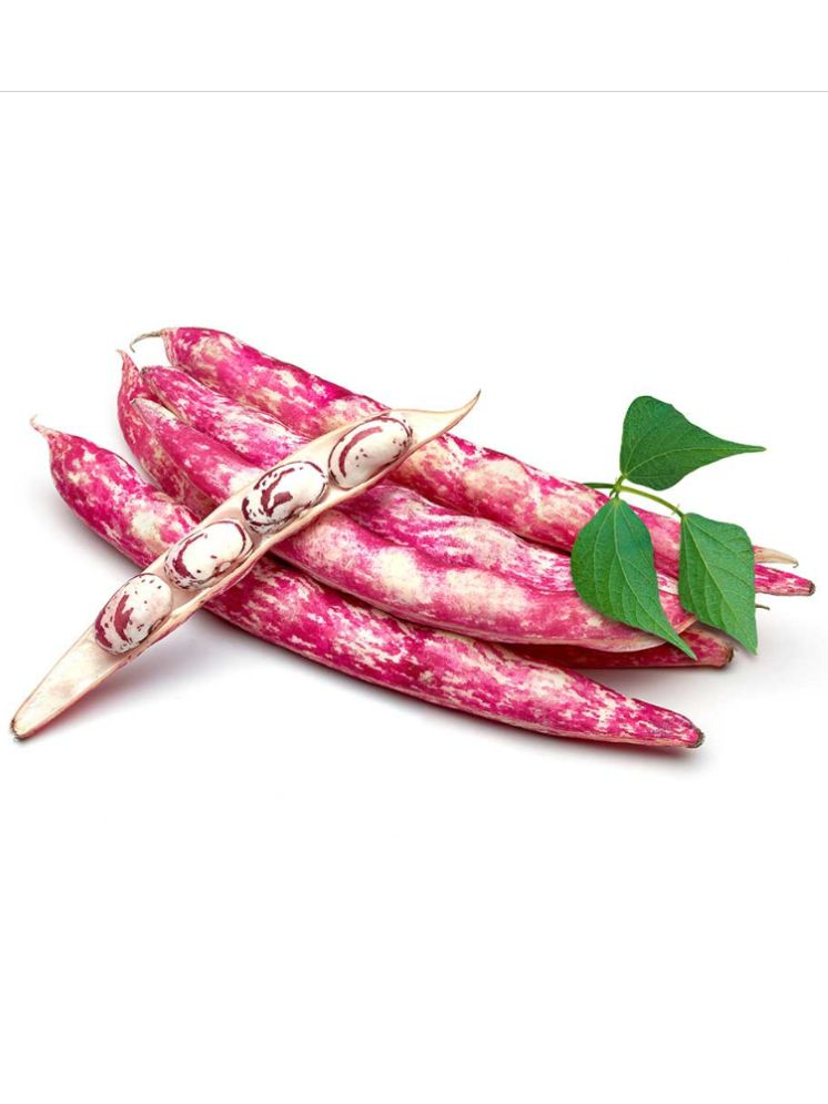     			Jignisha Seeds Cranberry Beans Vegetable ( 15 Seeds )