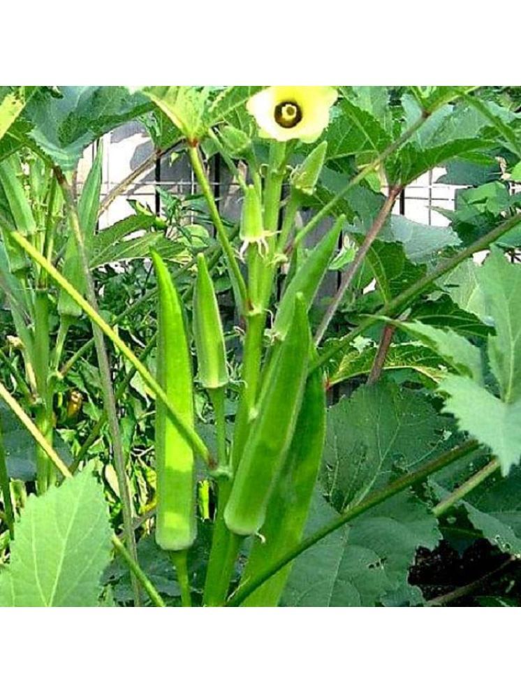     			Jignisha Seeds Organic Lady Finger Vegetable ( 50 Seeds )