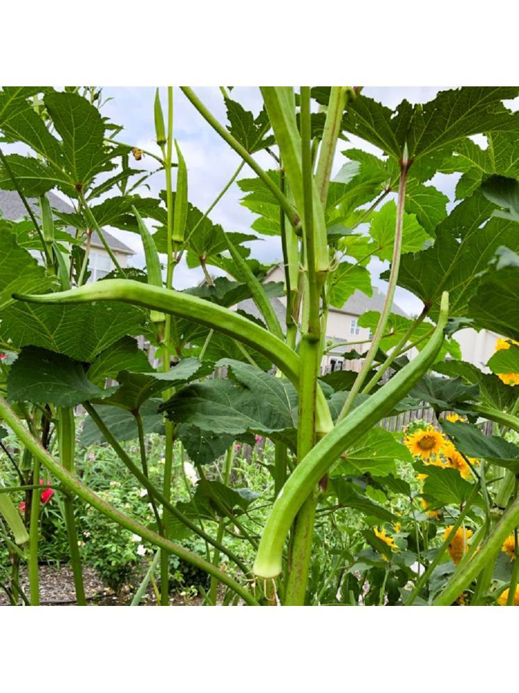     			Jignisha Seeds Hybrid Lady Finger Vegetable ( 50 Seeds )