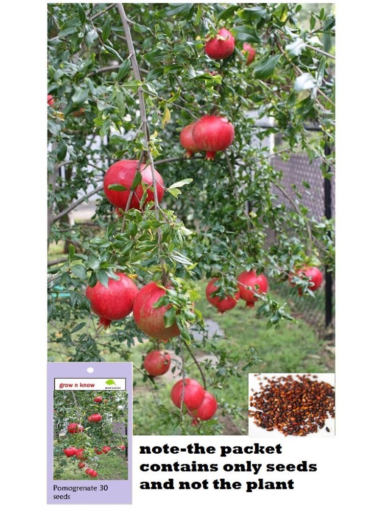     			grow n know Pomegranate Fruit ( 30 Seeds )