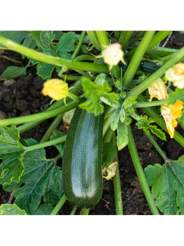     			Jignisha Seeds Squash Zucchini Vegetable ( 10 Seeds )