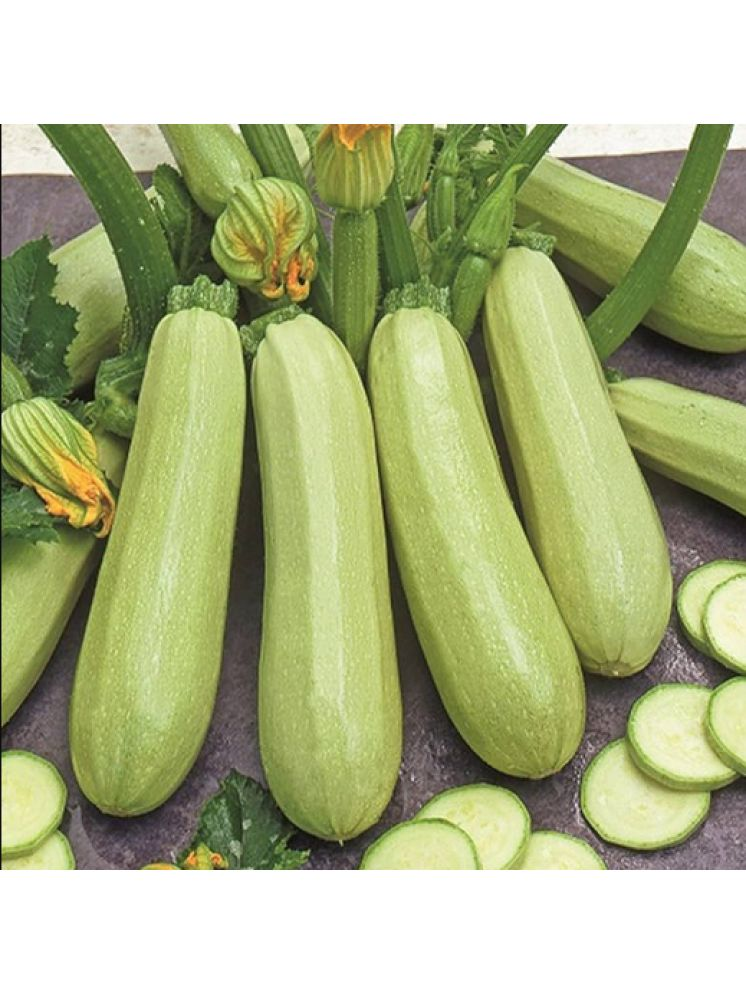     			Jignisha Seeds Zucchini Vegetable ( 10 Seeds )