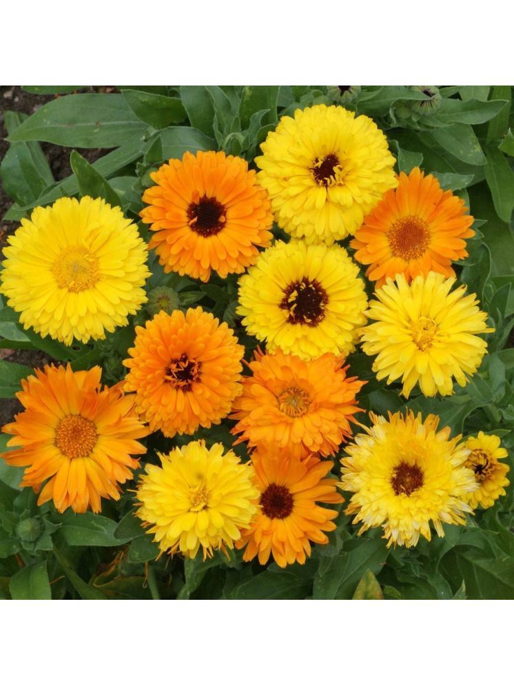     			Jignisha Seeds Calendula Flower ( 30 Seeds )