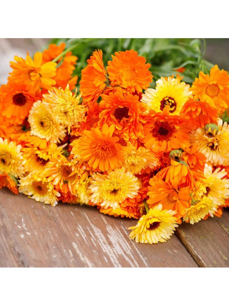     			Jignisha Seeds Calendula Vegetable ( 30 Seeds )