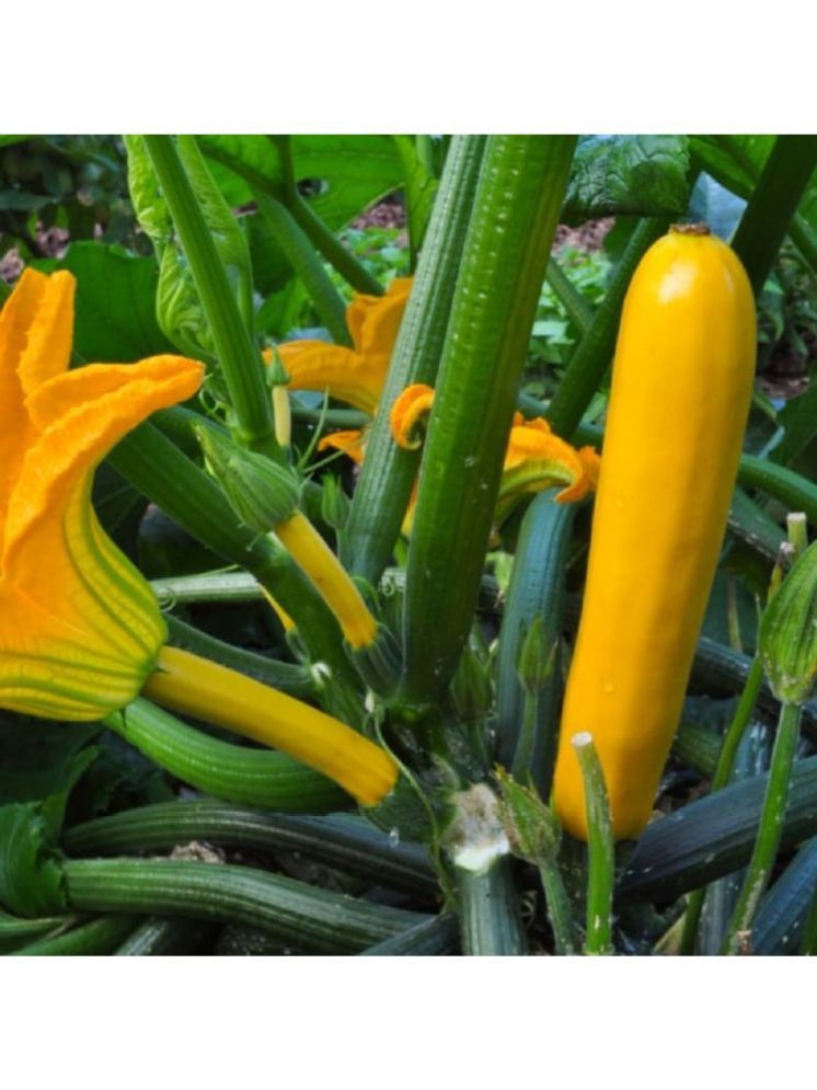     			Jignisha Seeds Squash Zucchini Vegetable ( 10 Seeds )