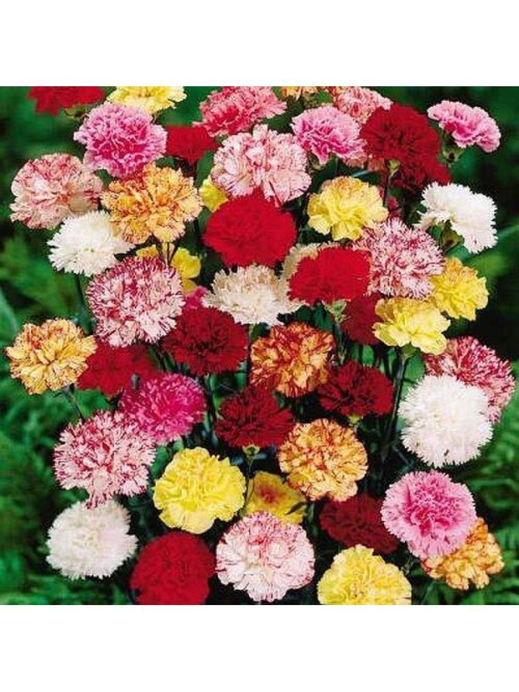     			Jignisha Seeds Carnation Mixed Flower ( 30 Seeds )