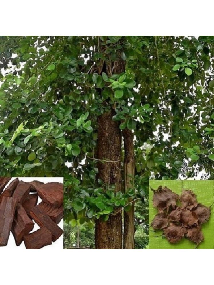     			Jignisha Seeds Sandalwood Plant ( 5 Seeds )