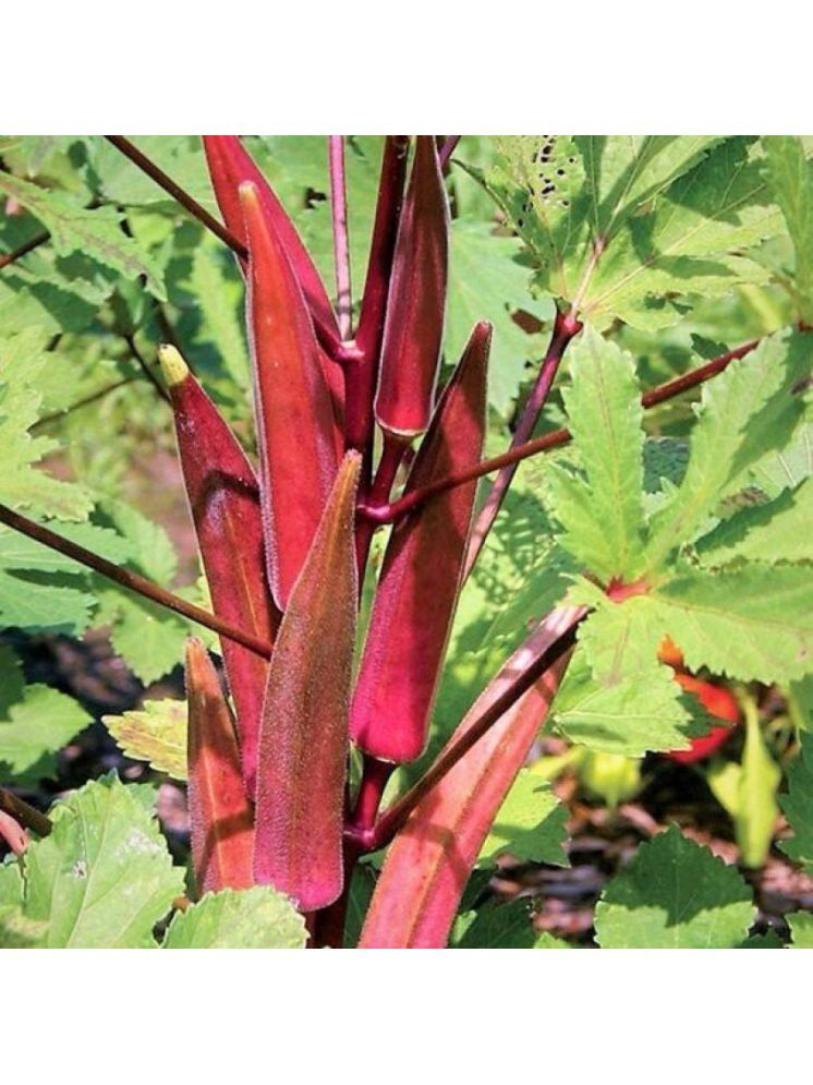     			Jignisha Seeds Lady Finger Vegetable ( 15 Seeds )