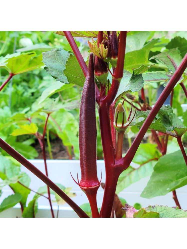     			Jignisha Seeds Lady Finger Vegetable ( 30 Seeds )