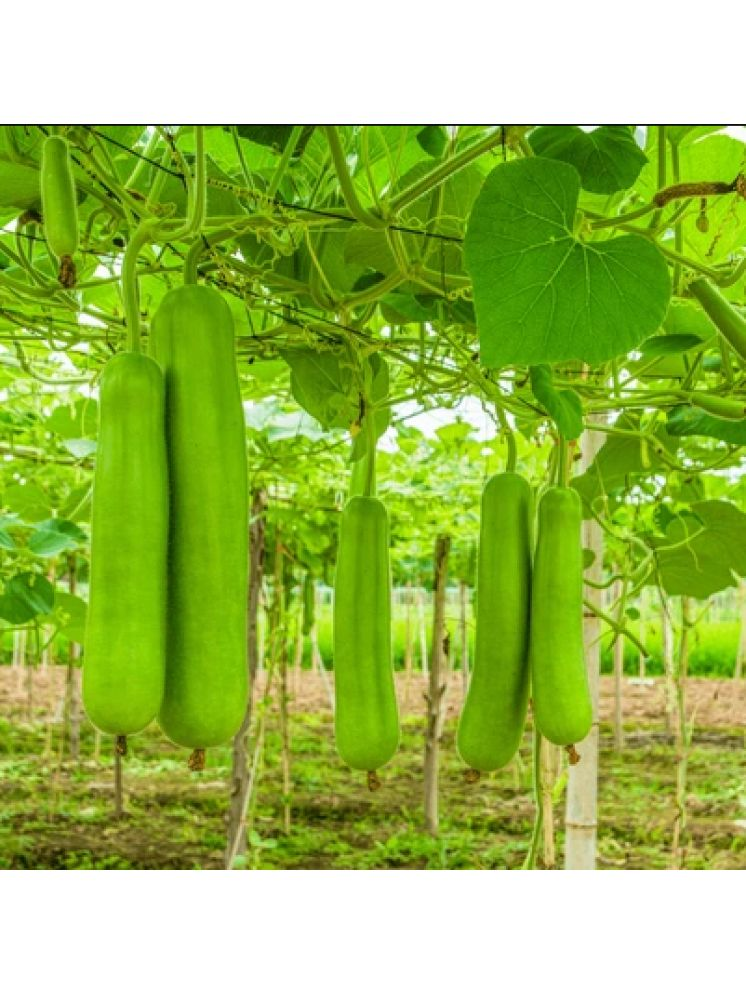     			Jignisha Seeds Bottle Gourd Vegetable ( 20 Seeds )