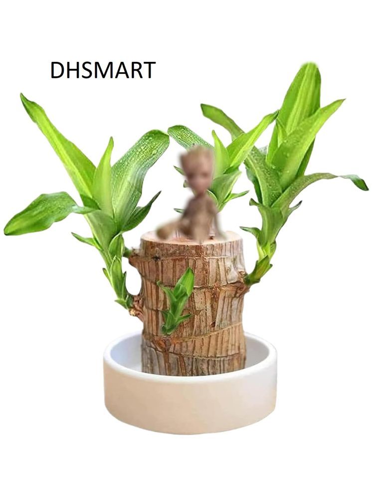     			DHSMART Brazilian Lucky Bamboo Plant All Purpose Cleaner Block Lucky Good Luck Plant, Brazil Wood Plant For Home 1 no.s