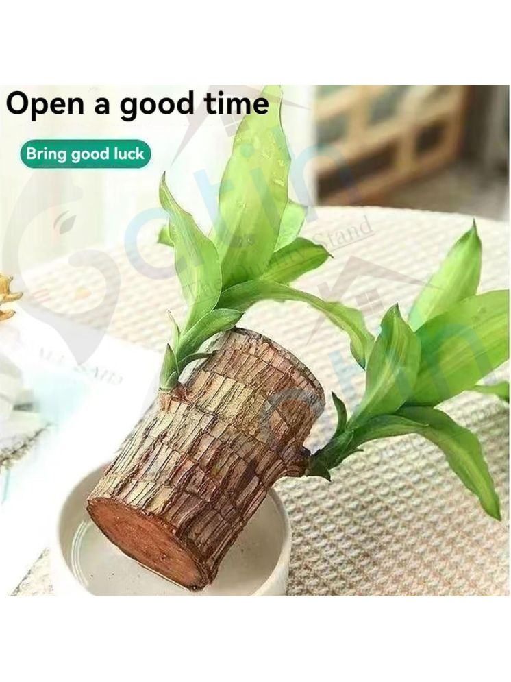     			Gatih Brazilian Lucky Bamboo Plant All Purpose Cleaner Block Lucky Good Luck Plant, Brazil Wood Plant For Home 1 no.s