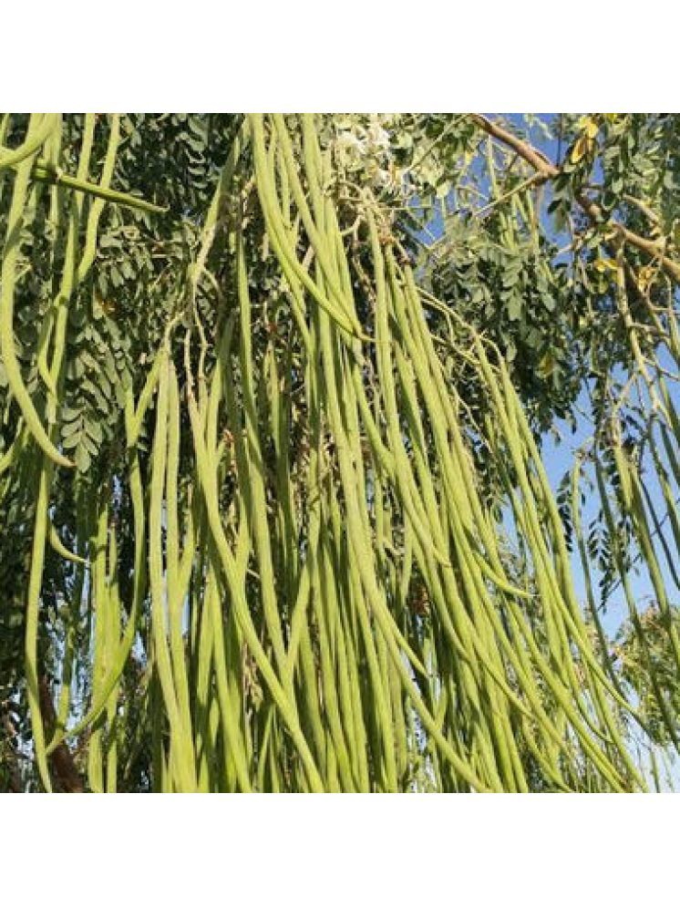     			Jignisha Seeds Moringa (Drumstick) Vegetable ( 30 Seeds )