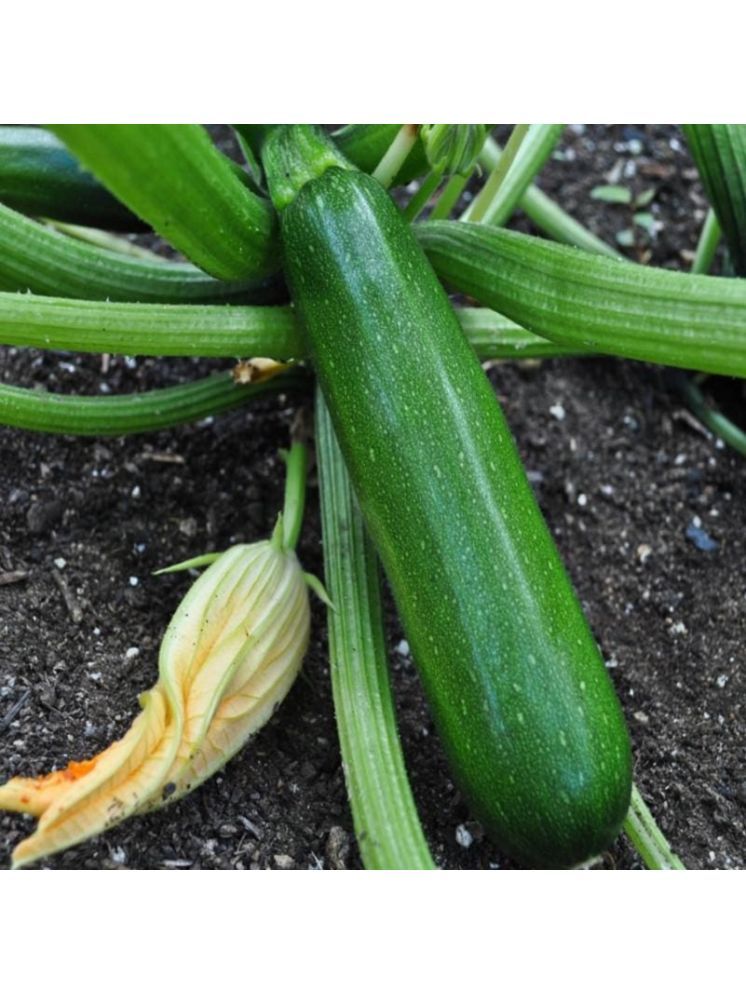     			Jignisha Seeds Hybrid Green Zucchini Vegetable ( 10 Seeds )