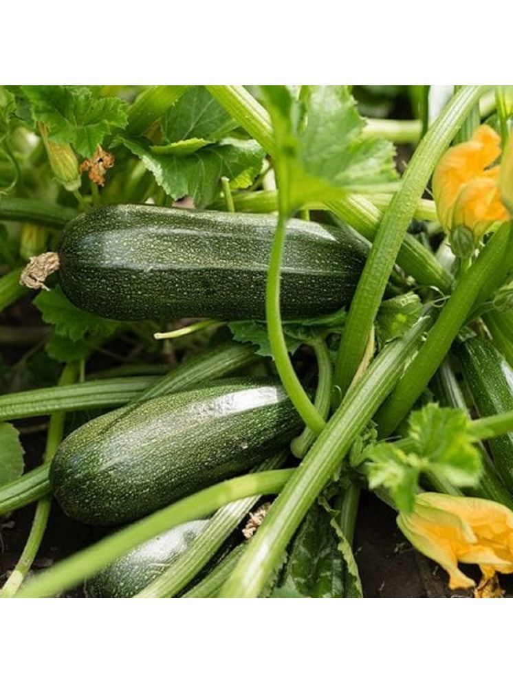     			Jignisha Seeds Hybrid Green Zucchini Vegetable ( 10 Seeds )