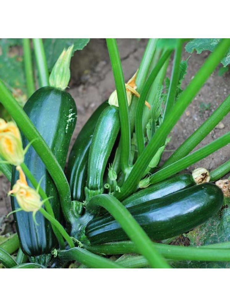     			Jignisha Seeds Hybrid Green Zucchini Vegetable ( 10 Seeds )