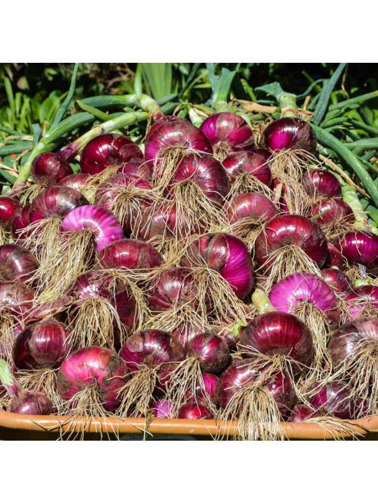     			Jignisha Seeds Hybrid Kanda Vegetable ( 500 Seeds )