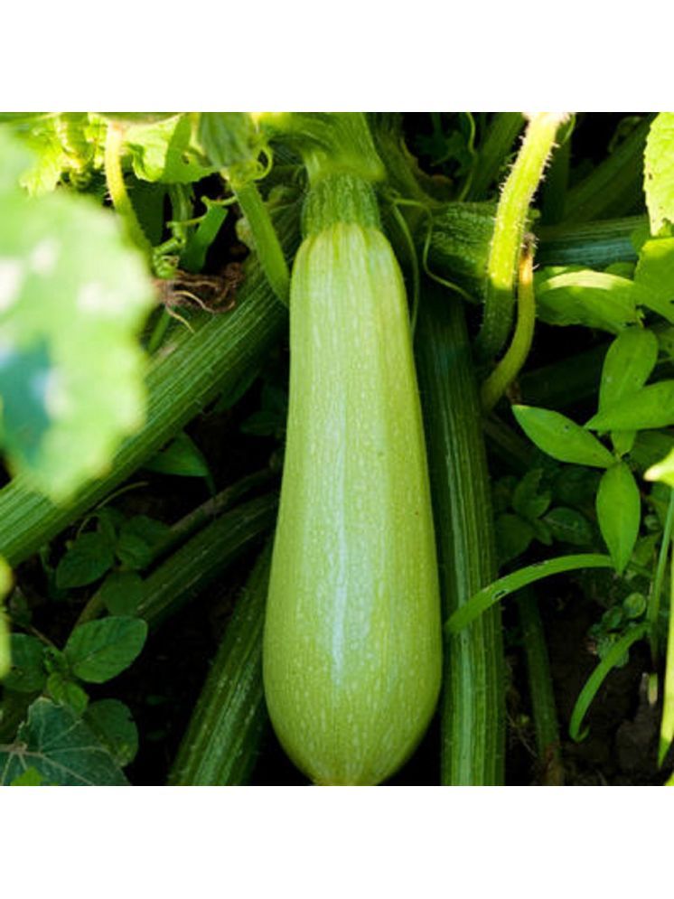     			Jignisha Seeds Hybrid Light Green Zucchini Vegetable ( 10 Seeds )