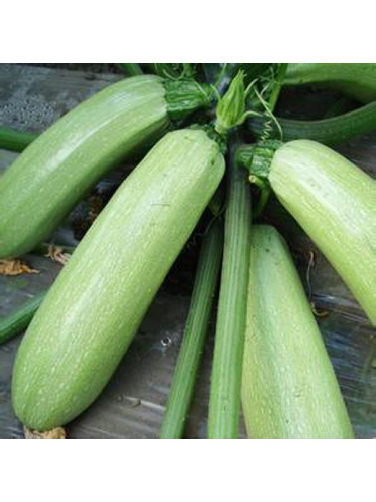     			Jignisha Seeds Hybrid Light Green Zucchini Vegetable ( 10 Seeds )