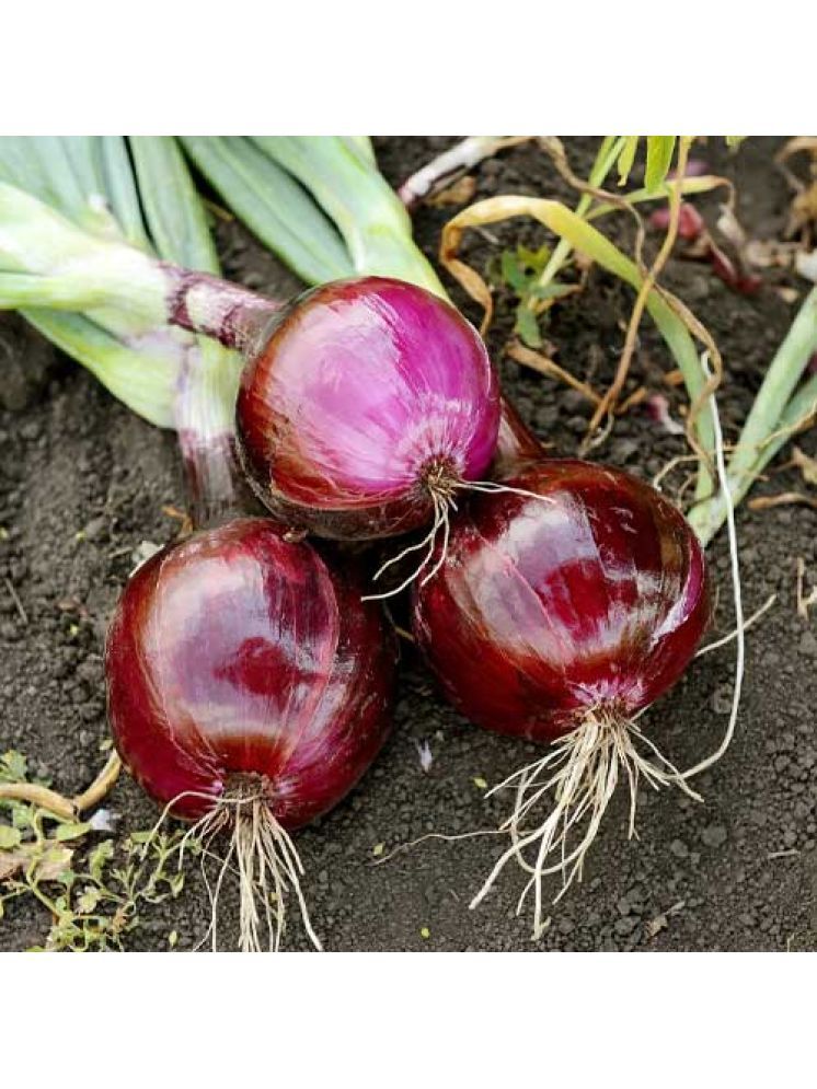     			Jignisha Seeds Hybrid Onion Vegetable ( 500 Seeds )