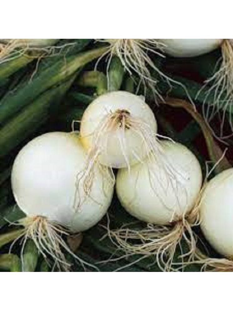     			Jignisha Seeds Hybrid Onion Vegetable ( 500 Seeds )