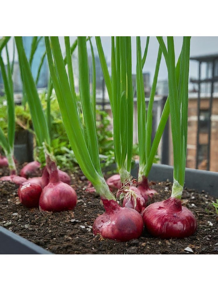     			Jignisha Seeds Hybrid Red Onion Vegetable ( 500 Seeds )