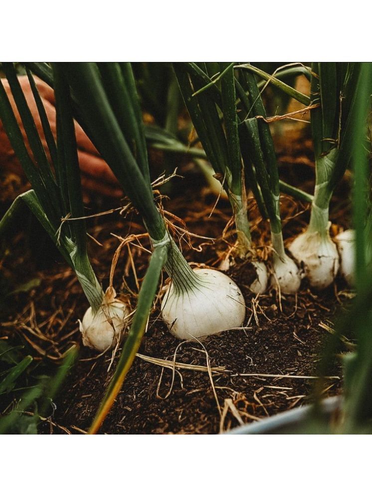     			Jignisha Seeds Hybrid White Onion Vegetable ( 500 Seeds )