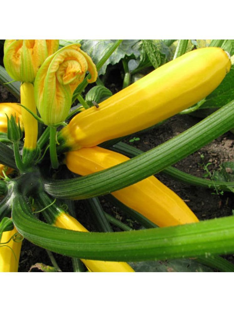     			Jignisha Seeds Hybrid Yellow Zucchini Vegetable ( 10 Seeds )