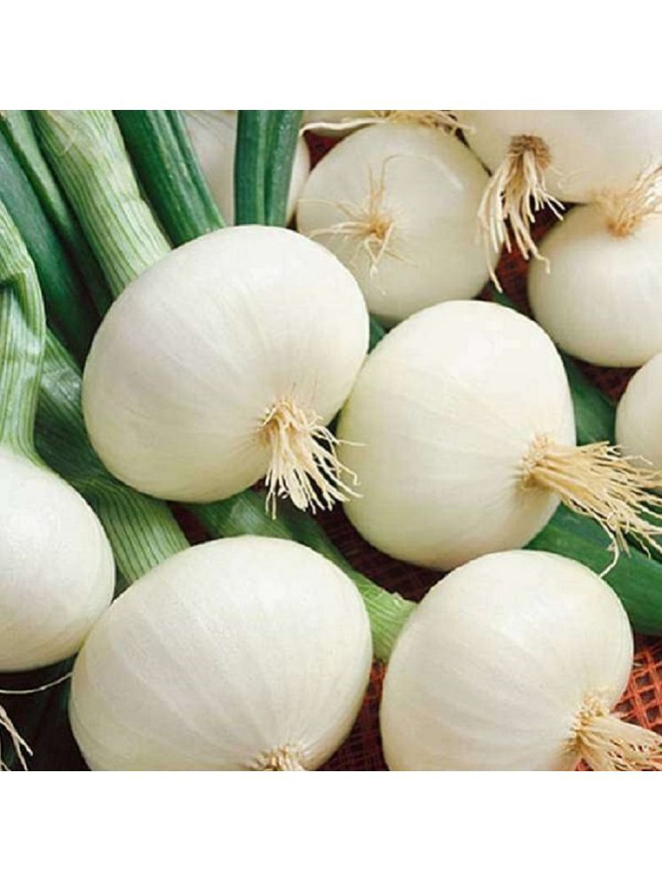     			Jignisha Seeds Kanda Vegetable ( 500 Seeds )