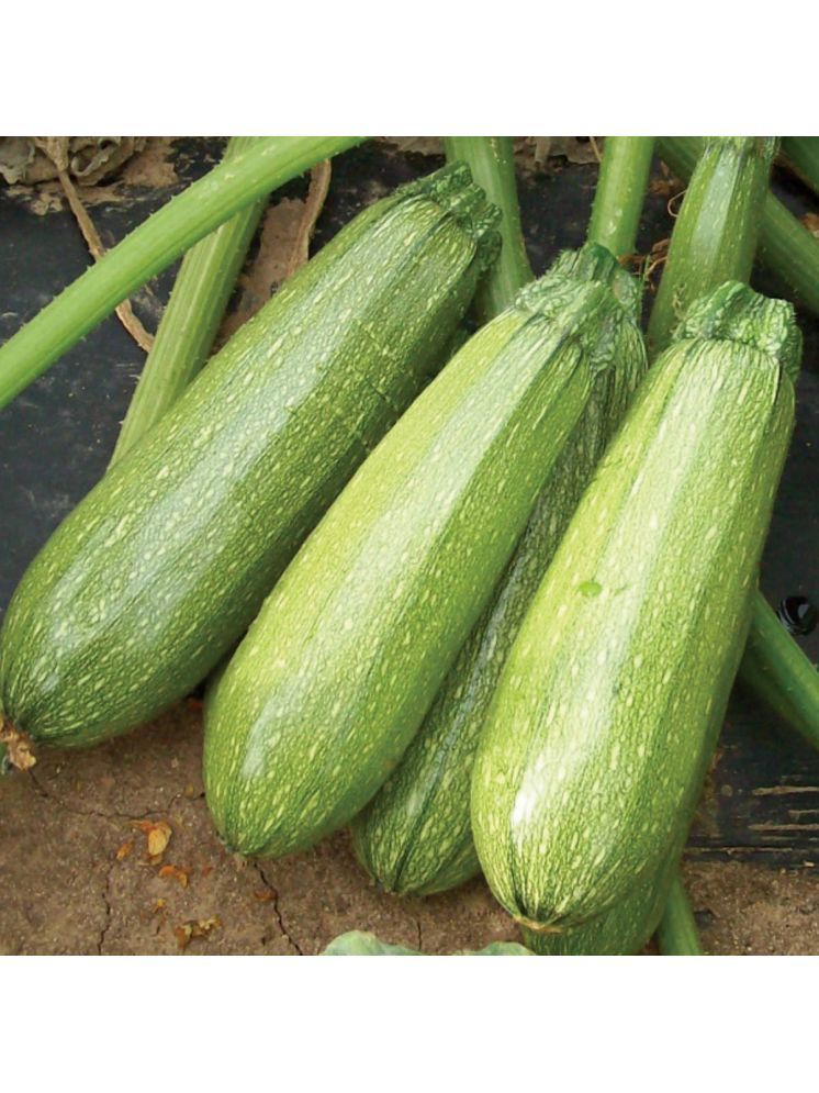     			Jignisha Seeds Organic Light Green Zucchini Vegetable ( 10 Seeds )