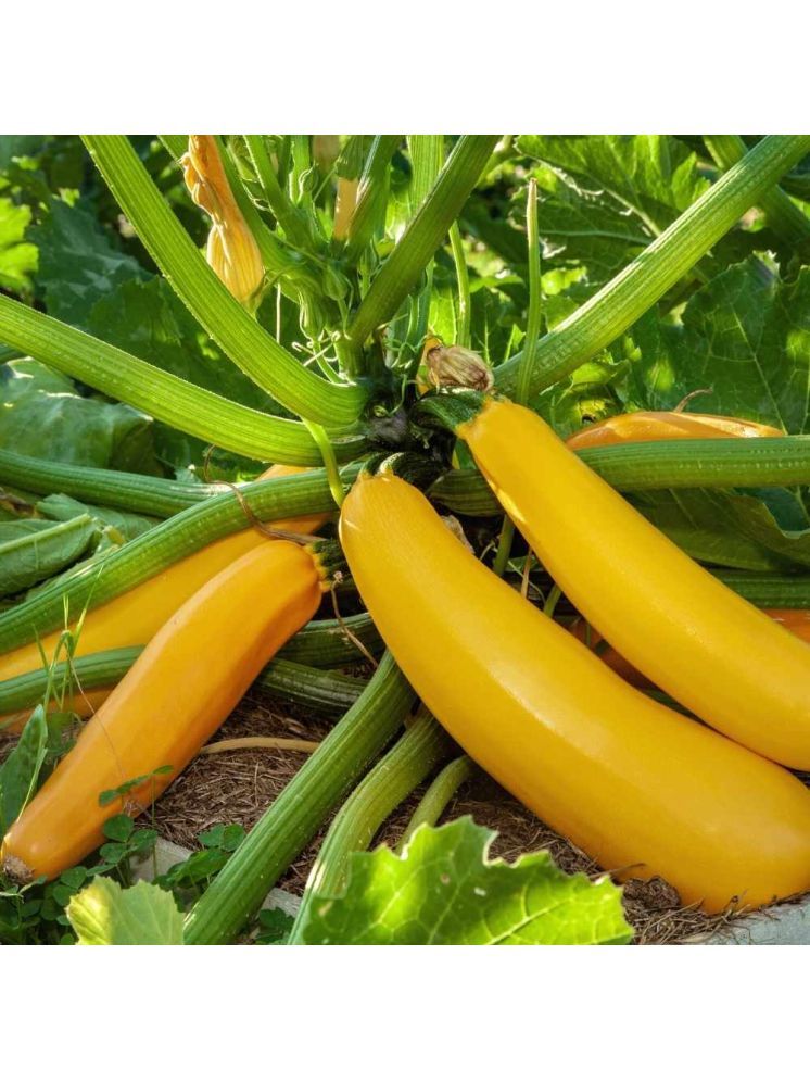     			Jignisha Seeds Organic Yellow Zucchini Vegetable ( 10 Seeds )