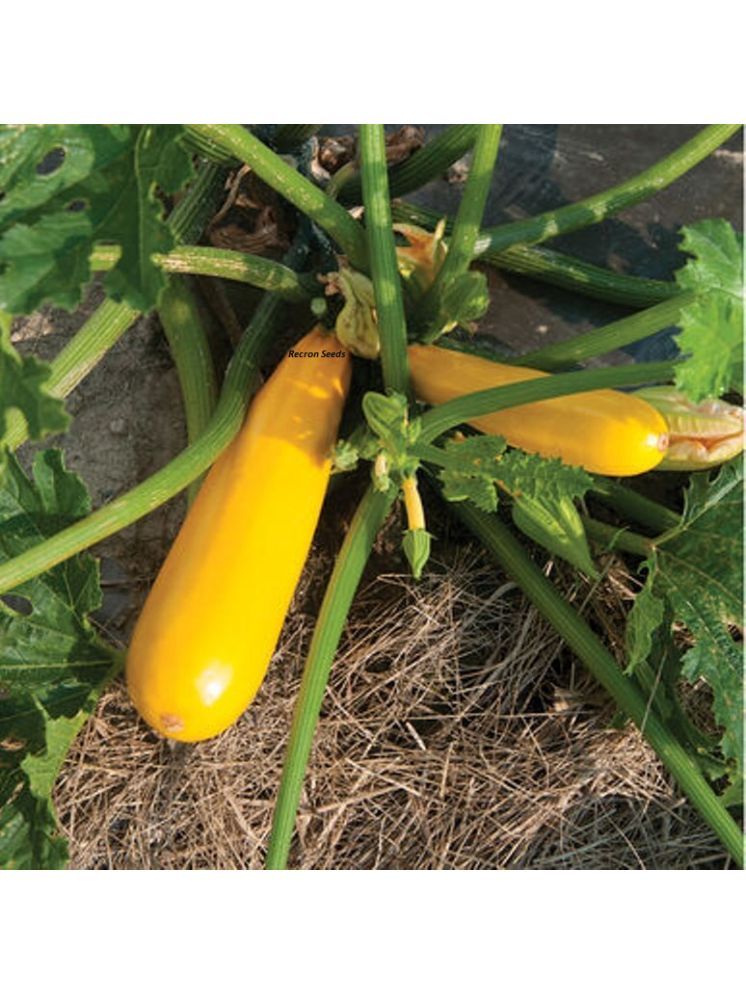     			Jignisha Seeds Organic Yellow Zucchini Vegetable ( 10 Seeds )