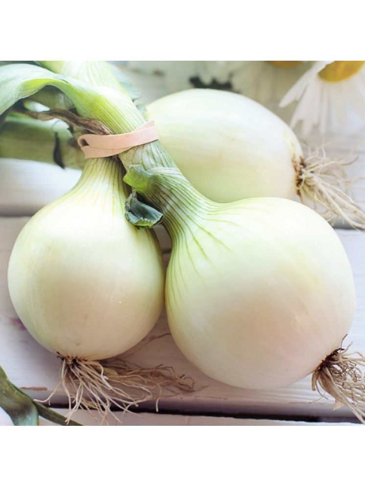     			Jignisha Seeds White Onion Vegetable ( 500 Seeds )