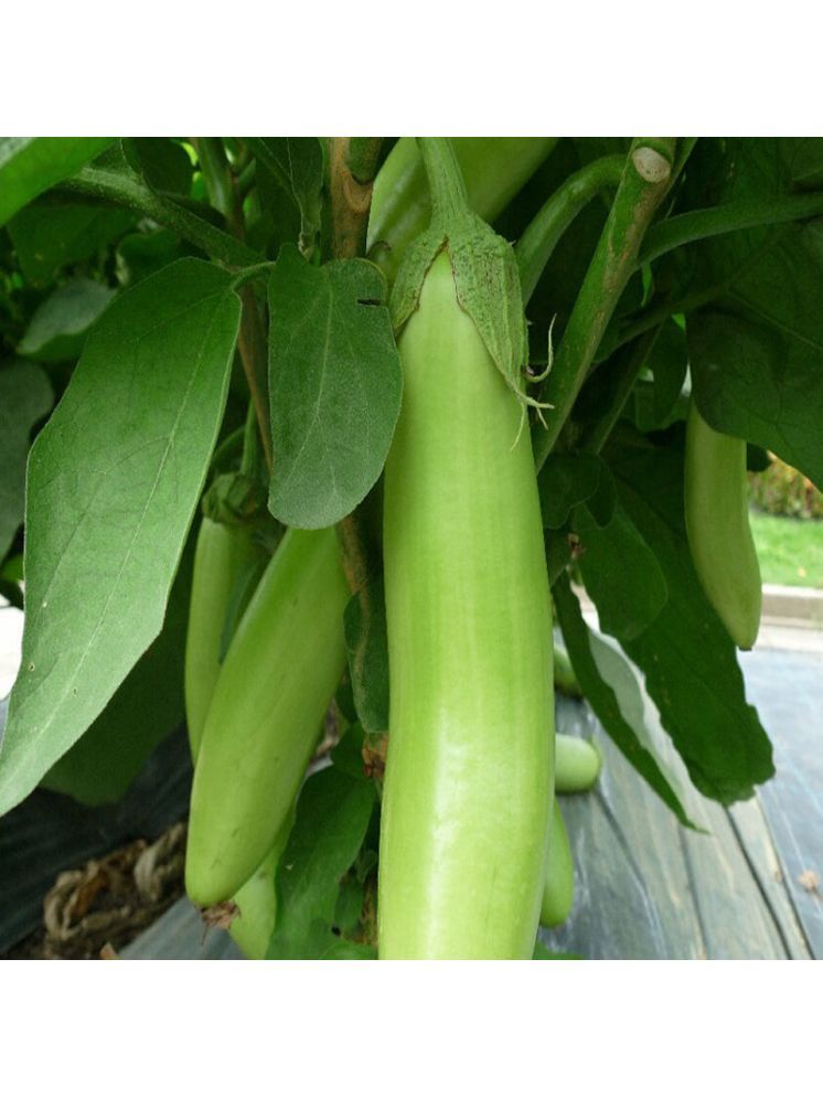     			Jignisha Seeds Green Brinjal Vegetable ( 50 Seeds )