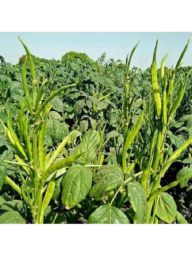     			Jignisha Seeds Guar Phali Vegetable ( 50 Seeds )