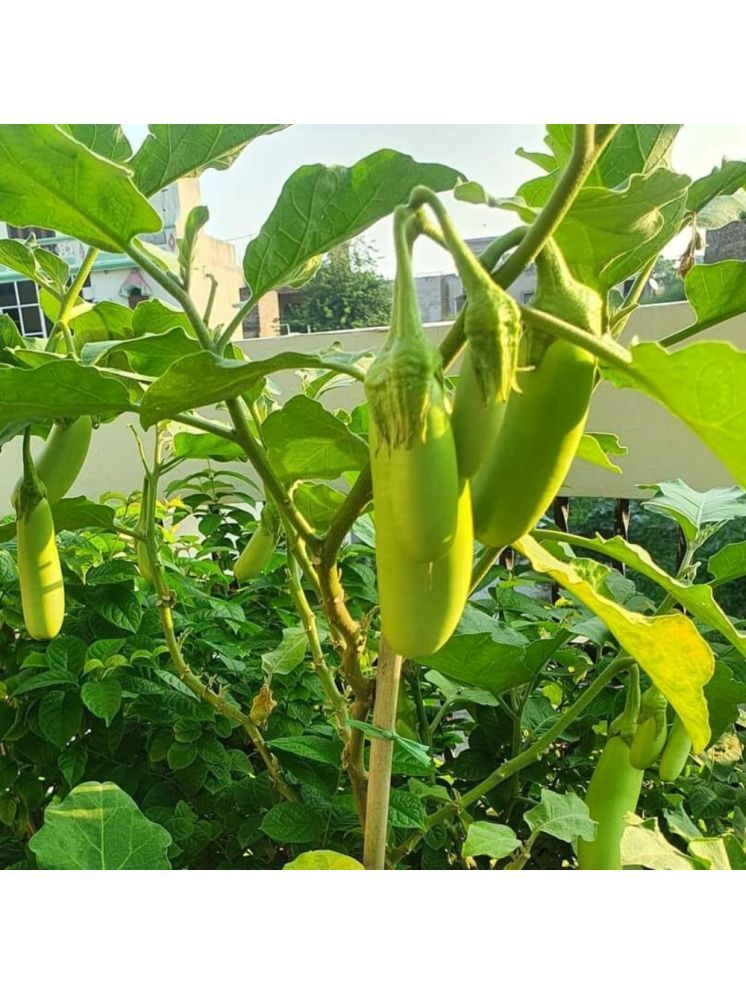     			Jignisha Seeds Hybrid Green Long Brinjal Vegetable ( 50 Seeds )