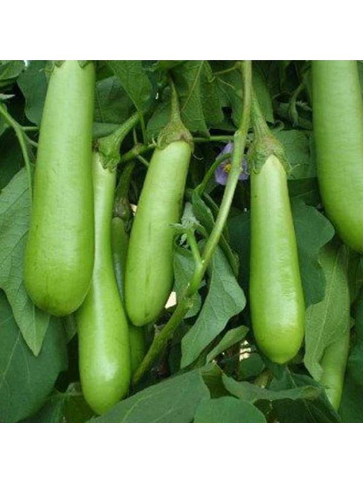     			Jignisha Seeds Hybrid Green Long Brinjal Vegetable ( 50 Seeds )