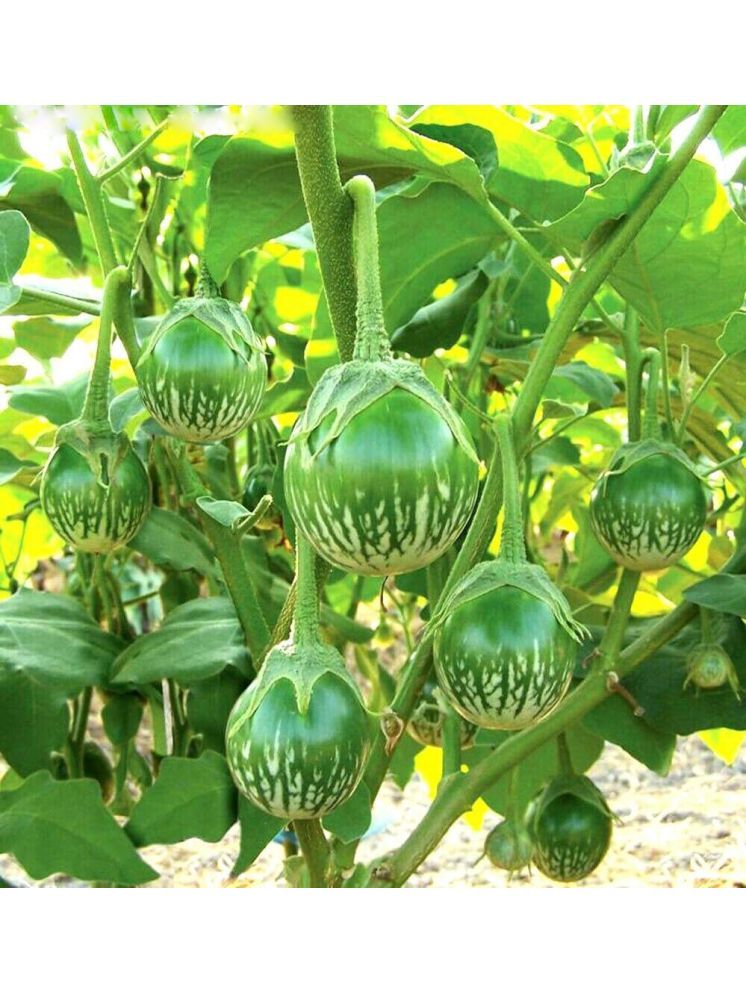     			Jignisha Seeds Hybrid Green Round Brinjal Vegetable ( 50 Seeds )